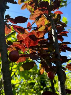 Слива растопыренная Писсарди (Pissardii)