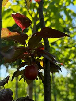 Слива растопыренная Писсарди (Pissardii)