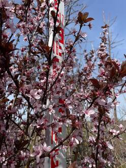 Слива растопыренная Писсарди (Pissardii)