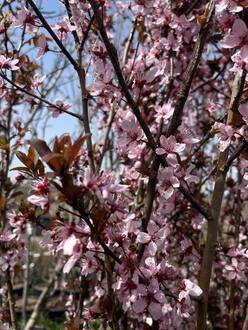 Слива растопыренная Писсарди (Pissardii)