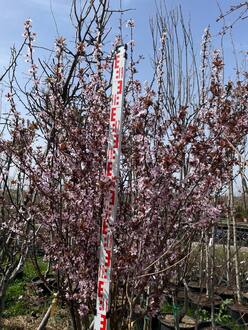 Слива растопыренная Писсарди (Pissardii)