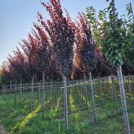Слива растопыренная Писсарди (Pissardii)