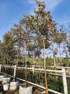 Яблоня Ред Сет (Red Set)