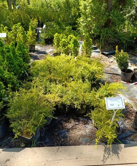 Можжевельник средний Пфитцериана (Pfitzeriana)