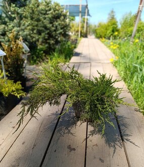 Можжевельник средний Пфитцериана (Pfitzeriana)