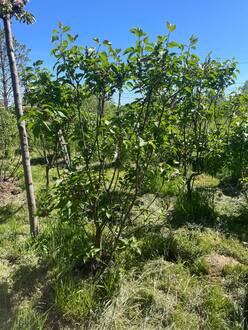 Сирень обыкновенная "Огни Донбасса"