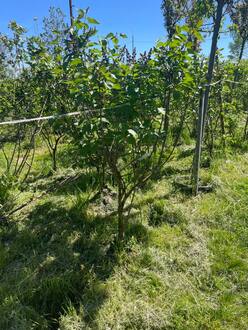 Сирень обыкновенная "Огни Донбасса"