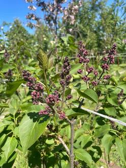Сирень обыкновенная "Огни Донбасса"