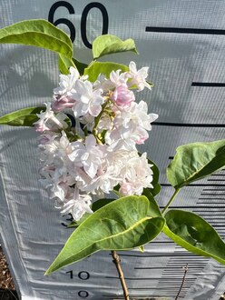 Сирень обыкновенная "Мисс Элен Вильмот"