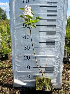 Сирень обыкновенная "Мисс Элен Вильмот"