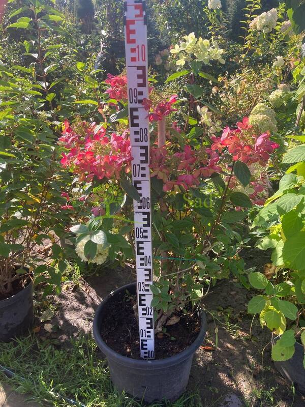 Гортензия метельчатая Пастель Грин (Pastel Green)