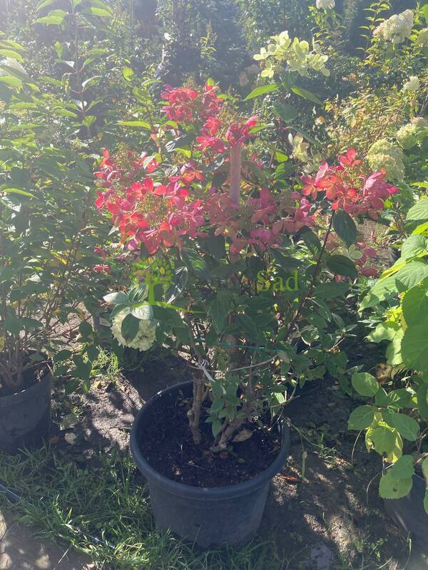 Гортензия метельчатая Пастель Грин (Pastel Green)