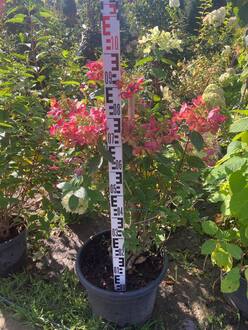 Гортензия метельчатая Пастель Грин (Pastel Green)