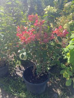 Гортензия метельчатая Пастель Грин (Pastel Green)