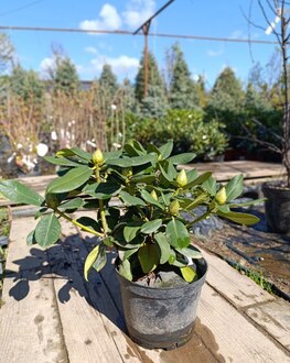 Рододендрон гибридный Германия (Germania)