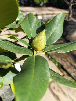 Рододендрон гибридный Германия (Germania)