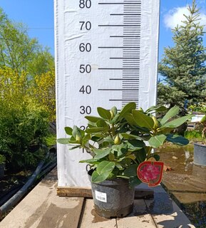 Рододендрон гибридный Германия (Germania)