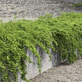 Кизильник Даммера Эйхольц (Eichholz)