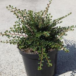 Кизильник Даммера Эйхольц (Eichholz)