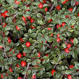 Кизильник Даммера Эйхольц (Eichholz)