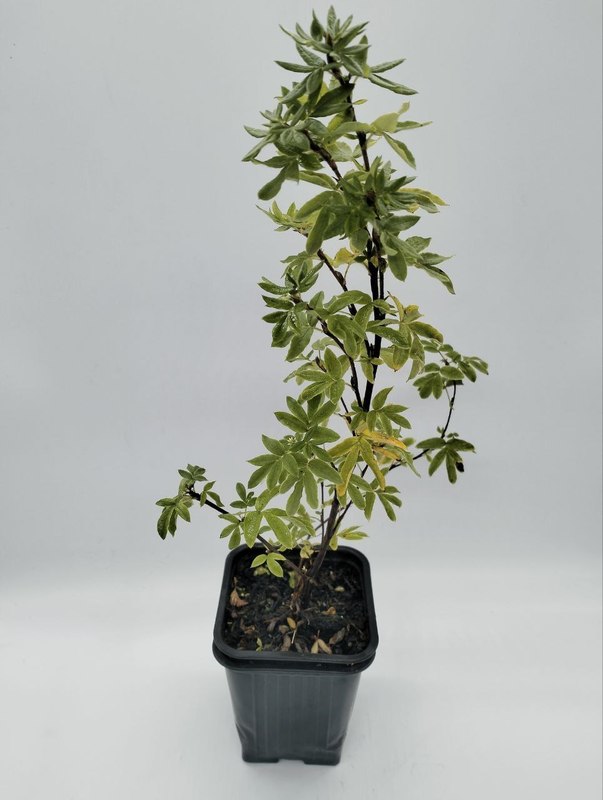 Лапчатка кустарниковая Абботсвуд (Abbotswood)