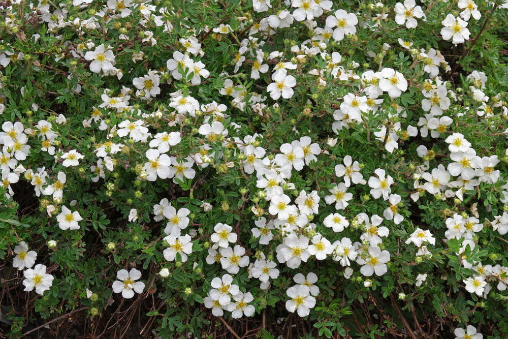 Лапчатка кустарниковая Абботсвуд (Abbotswood)