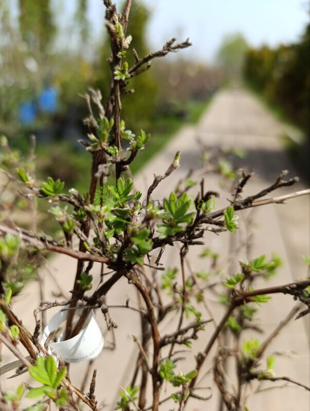 Лапчатка кустарниковая Абботсвуд (Abbotswood)