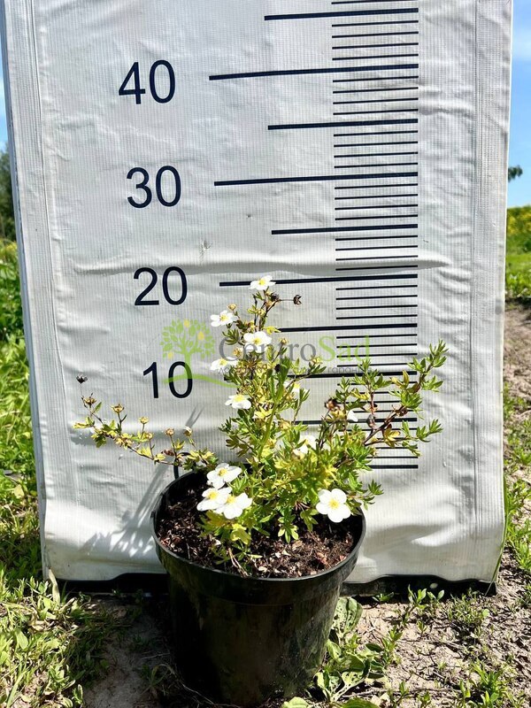 Лапчатка кустарниковая Абботсвуд (Abbotswood)