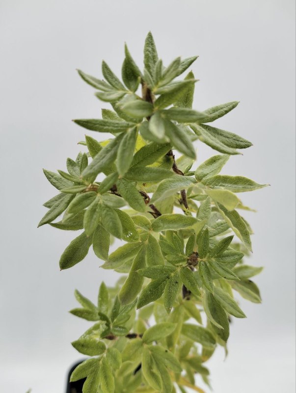 Лапчатка кустарниковая Абботсвуд (Abbotswood)