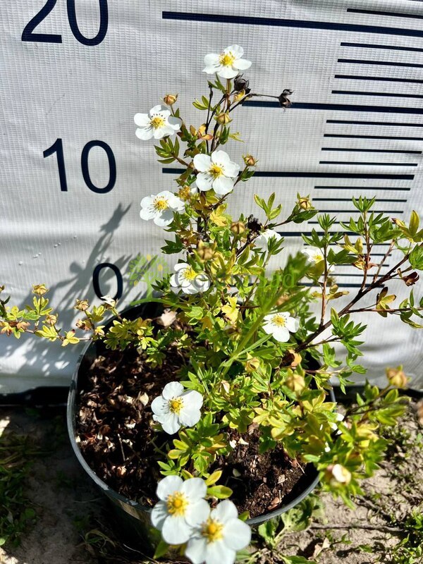 Лапчатка кустарниковая Абботсвуд (Abbotswood)