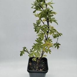 Лапчатка кустарниковая Абботсвуд (Abbotswood)