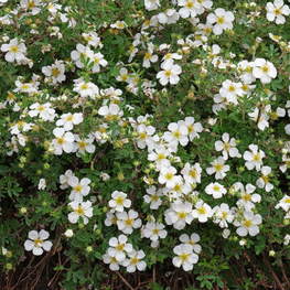 Лапчатка кустарниковая Абботсвуд (Abbotswood)