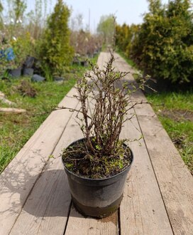 Лапчатка кустарниковая Абботсвуд (Abbotswood)