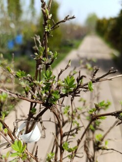 Лапчатка кустарниковая Абботсвуд (Abbotswood)