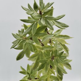 Лапчатка кустарниковая Абботсвуд (Abbotswood)