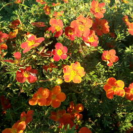 Лапчатка кустарниковая Ред Джокер (Red Joker)