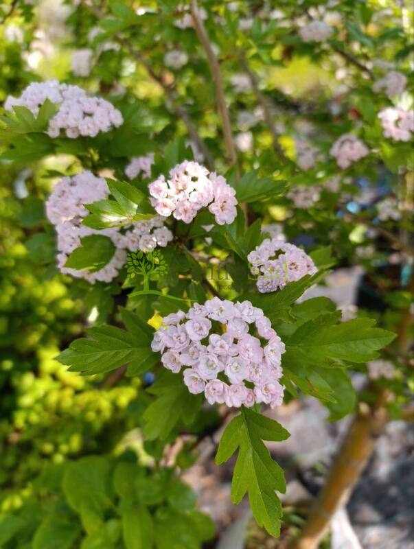 Боярышник морденский "Тоба" (Toba)