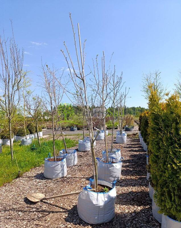 Боярышник морденский "Тоба" (Toba)