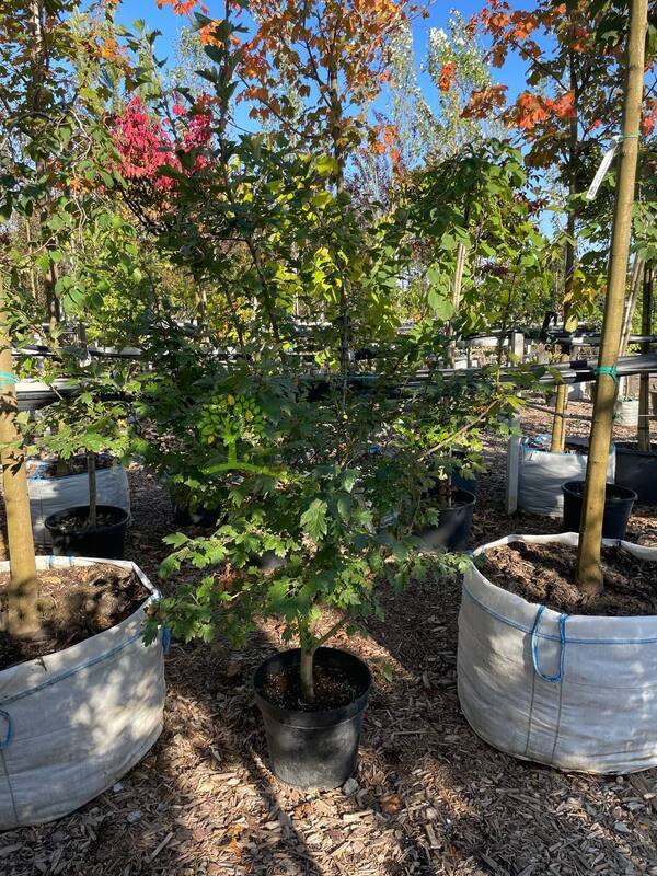 Боярышник морденский "Тоба" (Toba)