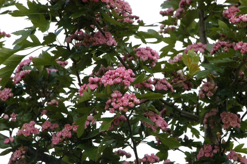 Боярышник морденский "Тоба" (Toba)