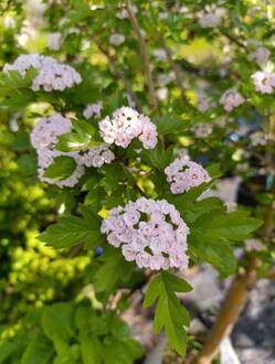 Боярышник морденский "Тоба" (Toba)