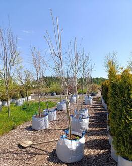 Боярышник морденский "Тоба" (Toba)