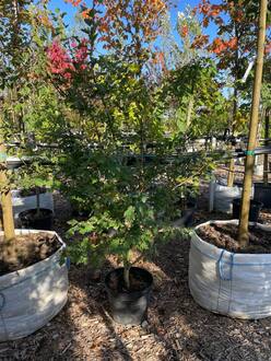 Боярышник морденский "Тоба"