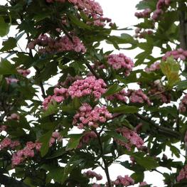 Боярышник морденский "Тоба" (Toba)