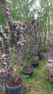 Бузина чёрная Блек Тауер (Black Tower)