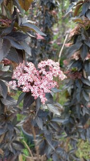 Бузина чёрная Блек Тауер (Black Tower)