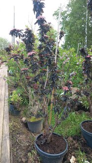 Бузина чёрная Блек Тауер (Black Tower)