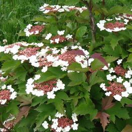 Калина Саржента Онондага (Onondaga)