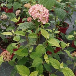 Гортензия древовидная Кендибелль Баблгам (Candybelle Bubblegum)