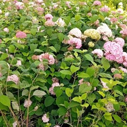 Гортензия древовидная Кендибелль Баблгам (Candybelle Bubblegum)